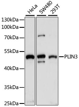 TIP47 Antibody in Western Blot (WB)