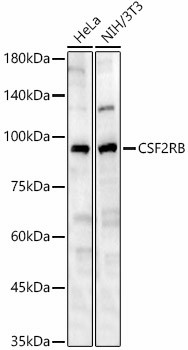 CSF2RB Antibody in Western Blot (WB)