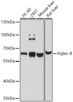 SIGLEC8 Antibody in Western Blot (WB)