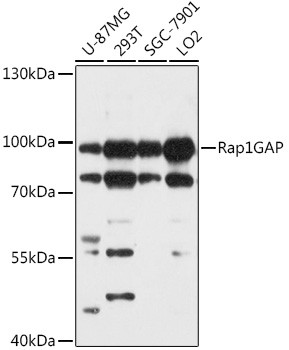 RAP1GAP Antibody in Western Blot (WB)