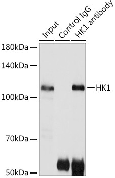 HK1 Antibody in Immunoprecipitation (IP)