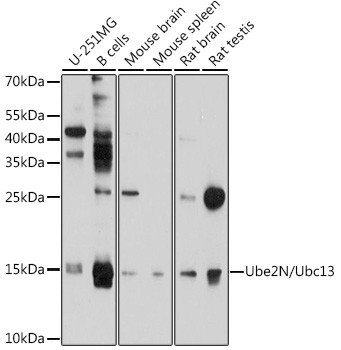 UBC13 Antibody in Western Blot (WB)