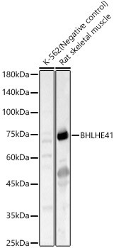 BHLHE41 Antibody in Western Blot (WB)