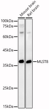 GBL Antibody in Western Blot (WB)