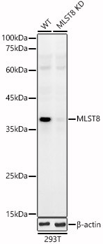 GBL Antibody in Western Blot (WB)