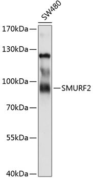 SMURF2 Antibody in Western Blot (WB)