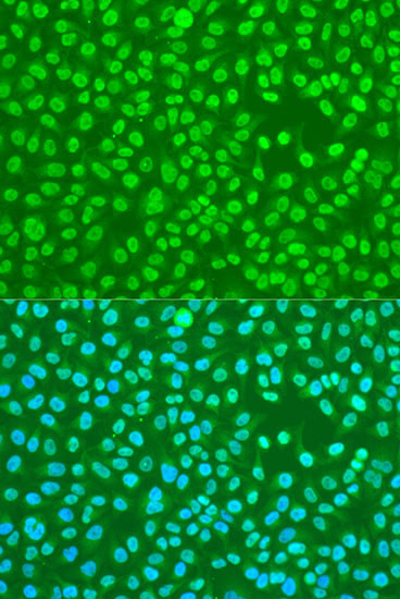 hnRNP DL Antibody in Immunocytochemistry (ICC/IF)