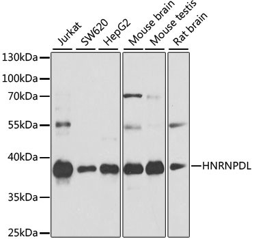 hnRNP DL Antibody in Western Blot (WB)