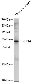 Kallikrein 14 Antibody in Western Blot (WB)