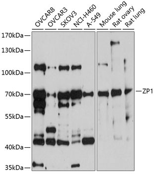 ZP1 Antibody in Western Blot (WB)