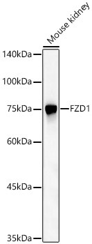 FZD1 Antibody in Western Blot (WB)