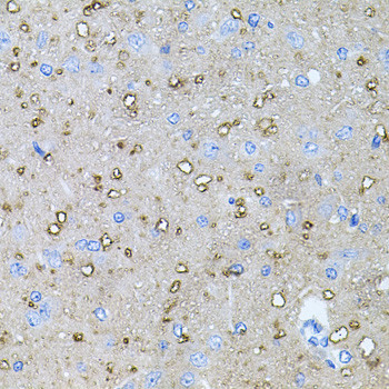 NTF4 Antibody in Immunohistochemistry (Paraffin) (IHC (P))