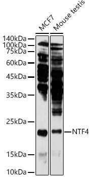 NTF4 Antibody in Western Blot (WB)