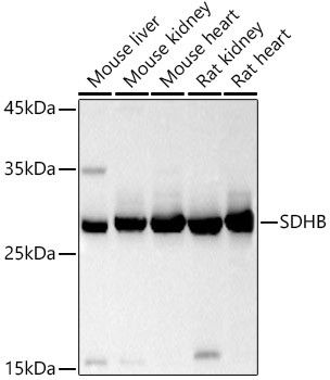 SDHB Antibody in Western Blot (WB)