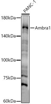 AMBRA1 Antibody in Western Blot (WB)