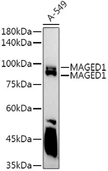 MAGED1 Antibody in Western Blot (WB)