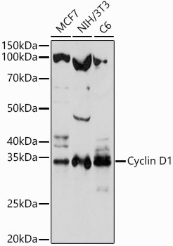 Cyclin D1 Antibody in Western Blot (WB)