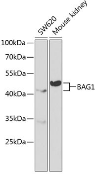 BAG1 Antibody in Western Blot (WB)