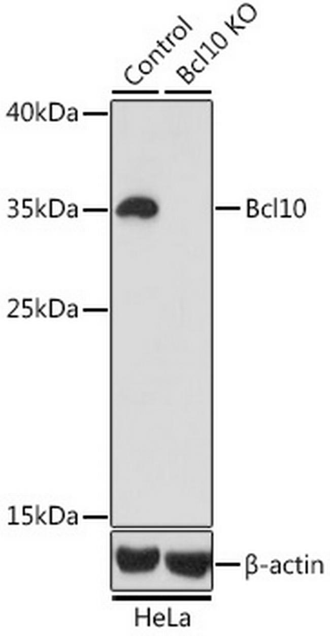 Bcl-10 Antibody