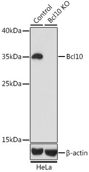 Bcl-10 Antibody in Western Blot (WB)