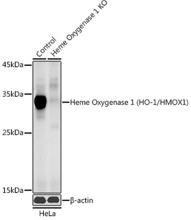 HMOX1 Antibody