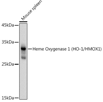 HMOX1 Antibody in Western Blot (WB)