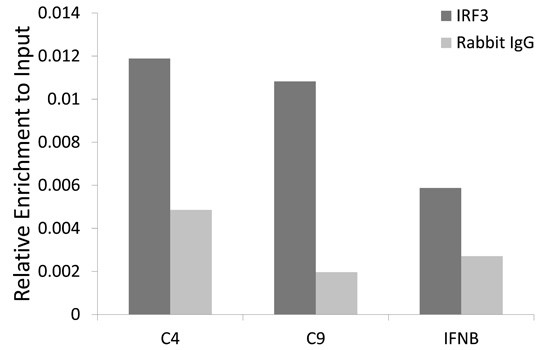 IRF3 Antibody in ChIP Assay (ChIP)