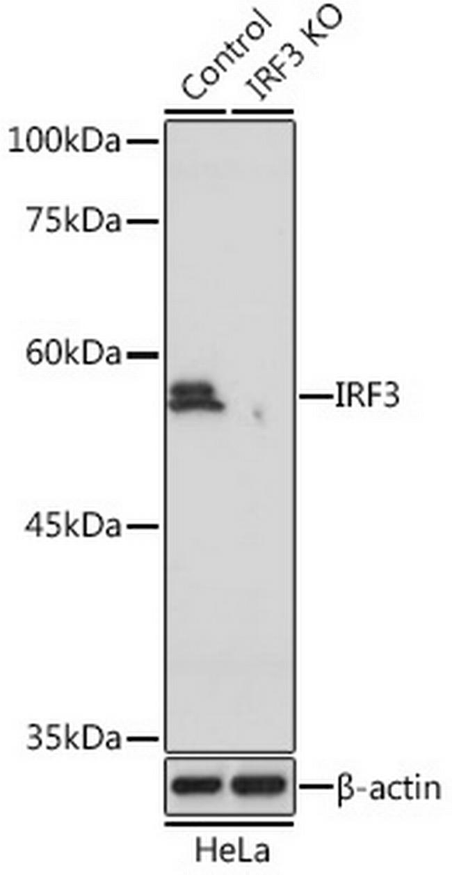 IRF3 Antibody