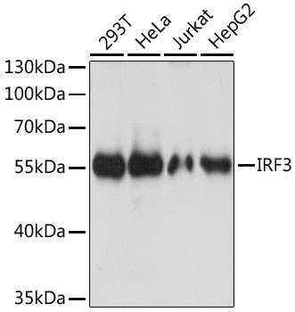 IRF3 Antibody in Western Blot (WB)