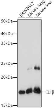 IL-1 beta Antibody in Western Blot (WB)