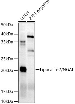 NGAL Antibody in Western Blot (WB)