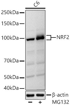 Nrf2 Antibody in Western Blot (WB)