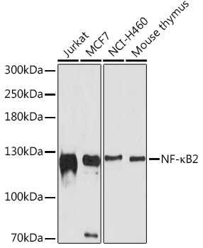 NFkB p52 Antibody in Western Blot (WB)