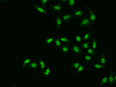 APE1 Antibody in Immunocytochemistry (ICC/IF)