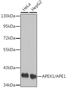 APE1 Antibody in Western Blot (WB)