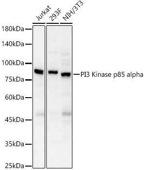 PI3K p85 alpha Antibody in Western Blot (WB)