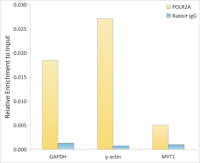 POLR2A Antibody in ChIP Assay (ChIP)