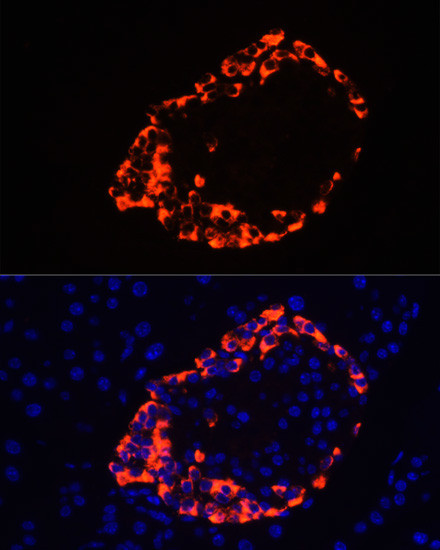 Glucagon Antibody in Immunocytochemistry (ICC/IF)