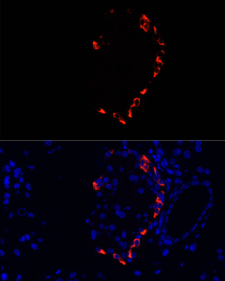 Glucagon Antibody in Immunocytochemistry (ICC/IF)