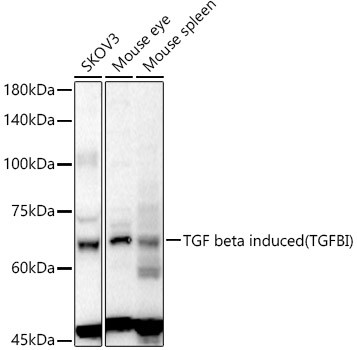 TGFBI Antibody in Western Blot (WB)