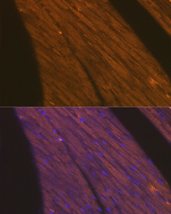 Cardiac Troponin T Antibody in Immunocytochemistry (ICC/IF)