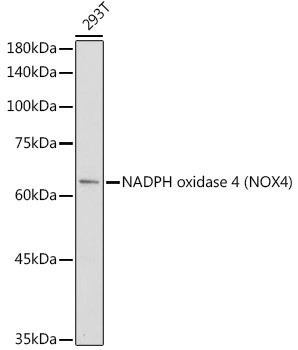 NOX4 Antibody in Western Blot (WB)