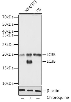 LC3B Antibody in Western Blot (WB)