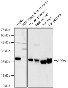 ApoA1 Antibody in Western Blot (WB)