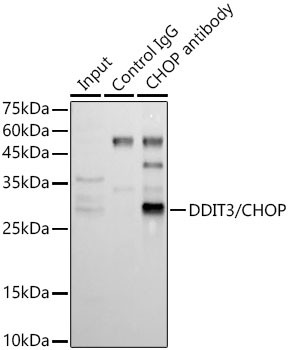 CHOP Antibody in Immunoprecipitation (IP)