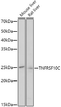 TRAIL-R3 Antibody in Western Blot (WB)