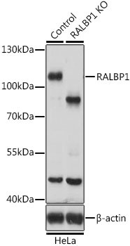 RALBP1 Antibody in Western Blot (WB)