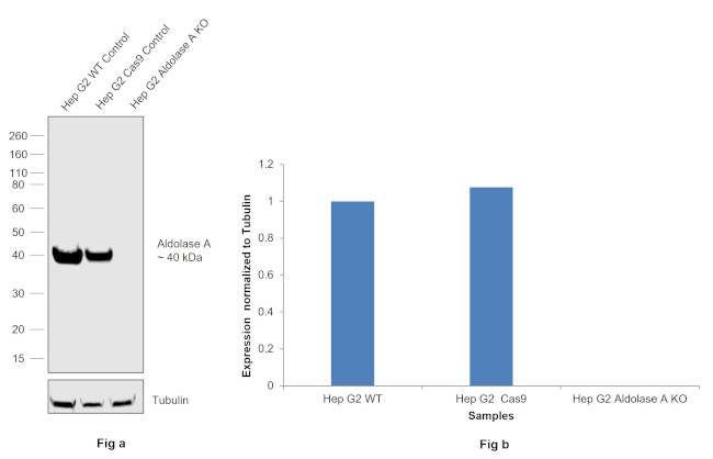 Aldolase A Antibody