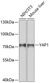 YAP1 Antibody in Western Blot (WB)