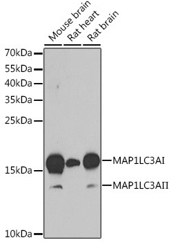 LC3A Antibody in Western Blot (WB)